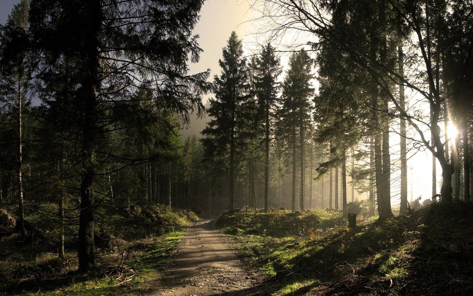 Una vista de un camino de tierra en un bosque con el sol brillando a través de los árboles (bosque, árbol, naturaleza, luz solar, ligero)