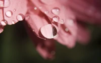 Delicada flor rosa con gotas de rocío