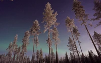 Majestätische Lärchen unter einem Winterhimmel