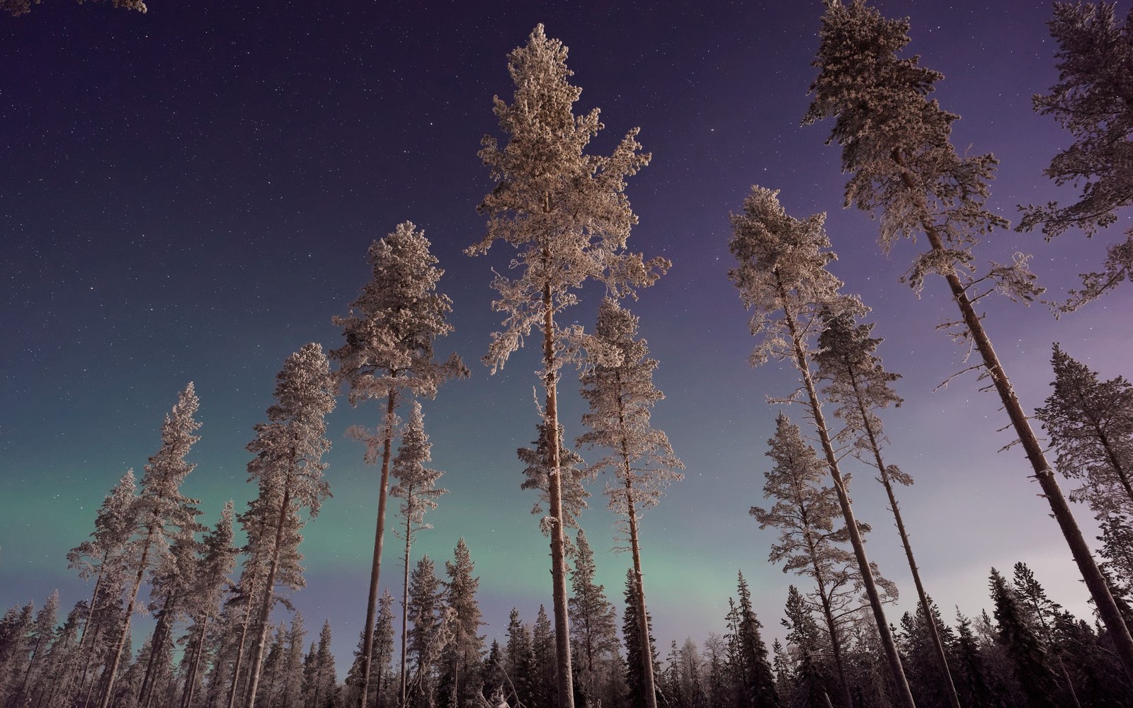 Descargar fondo de pantalla árbol, naturaleza, invierno, atmósfera, bioma