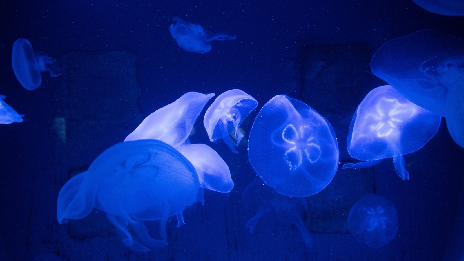 Quallen in einem tank mit blauen lichtern im wasser (qualle, blau, nesseltiere, marine wirbellose, meeresbiologie)