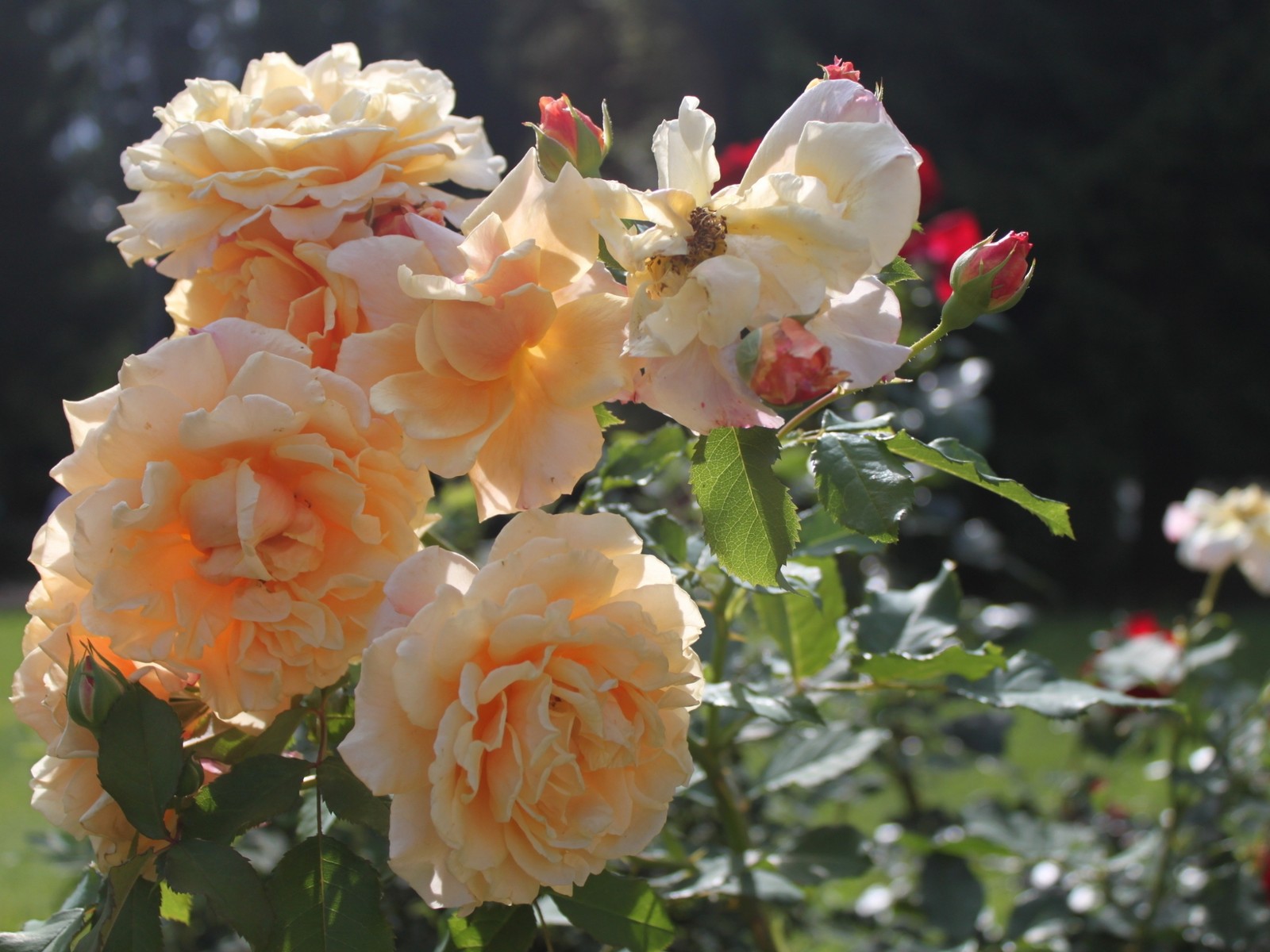 Hay muchas rosas amarillas en el jardín con hojas verdes (rosas de jardín, floribunda, planta floreciendo, familia rosaceae, rosa chinensis)