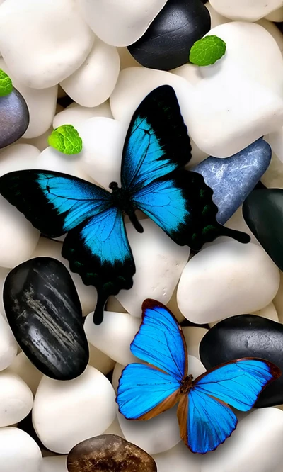 butterflies, colours, hd, nature, wallpaper