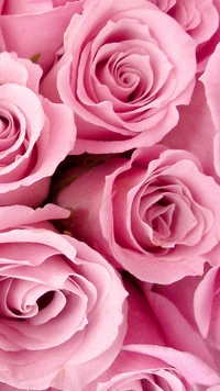 flower, love, nature, pink, rose wallpaper