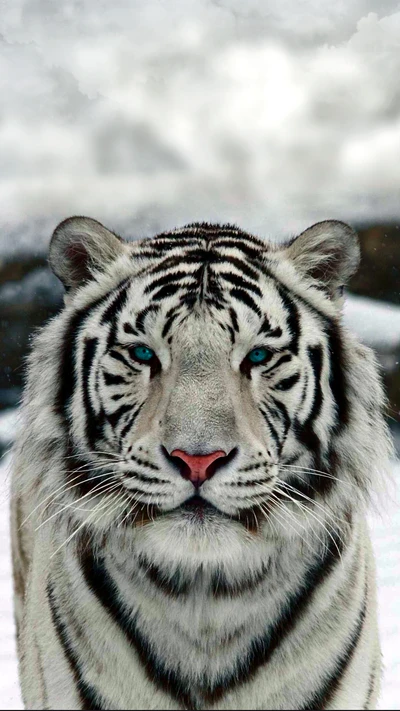 Majestic White Tiger with Striking Blue Eyes