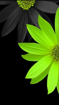 black, flowers wallpaper