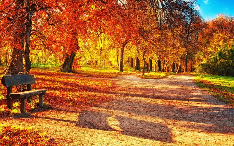 Крупный план скамейки на грунтовой дороге в парке (осень, дерево, природа, лист, лиственные)