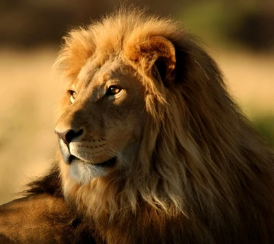 king, lion