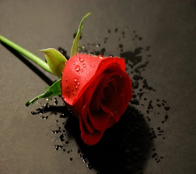 Beautiful Red Rose with Dew Drops on a Dark Background