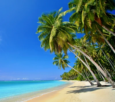 plage, bleu, océan, palme, palma