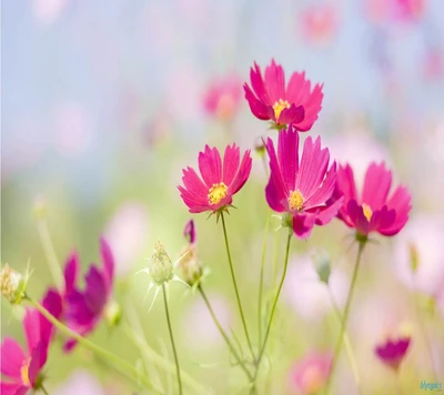 Flores de cosmos rosa vibrante em um ambiente natural exuberante