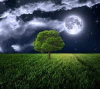 field, full, grass, light, moon