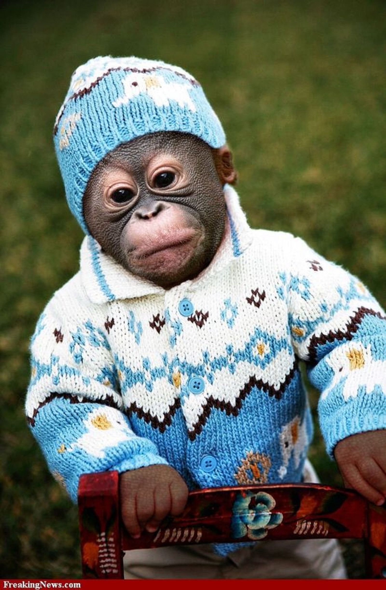 A close up of a monkey wearing a sweater and hat (baby monkey, monkey)