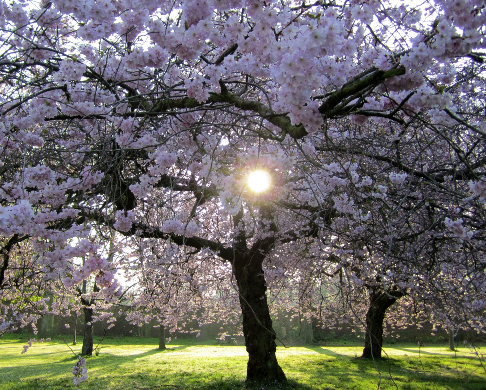 Árbol con flores rosas en un parque con el sol brillando a través de las ramas (flores, foresy, jardín, sol, sunshin)