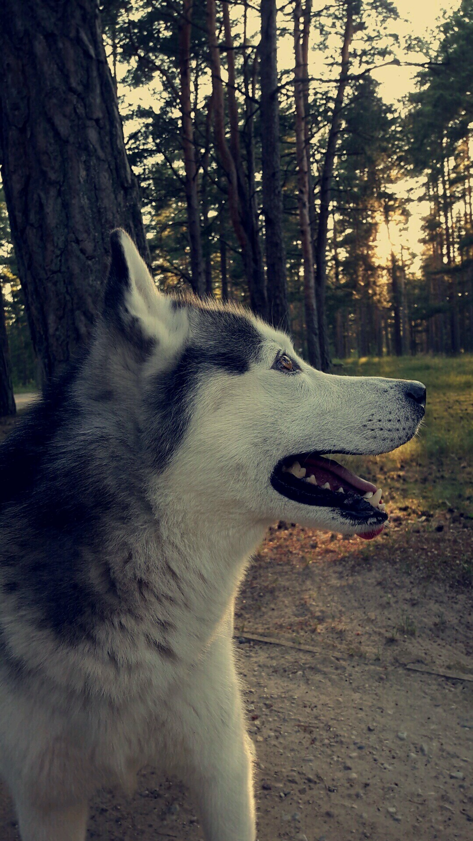 Descargar fondo de pantalla perro, bosque, huskey, mascota