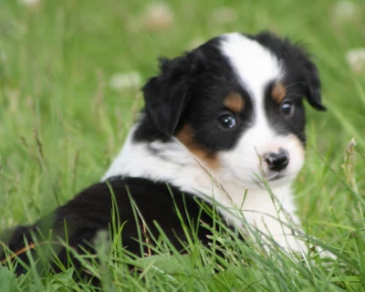 Cachorrinho brincalhão na grama verde