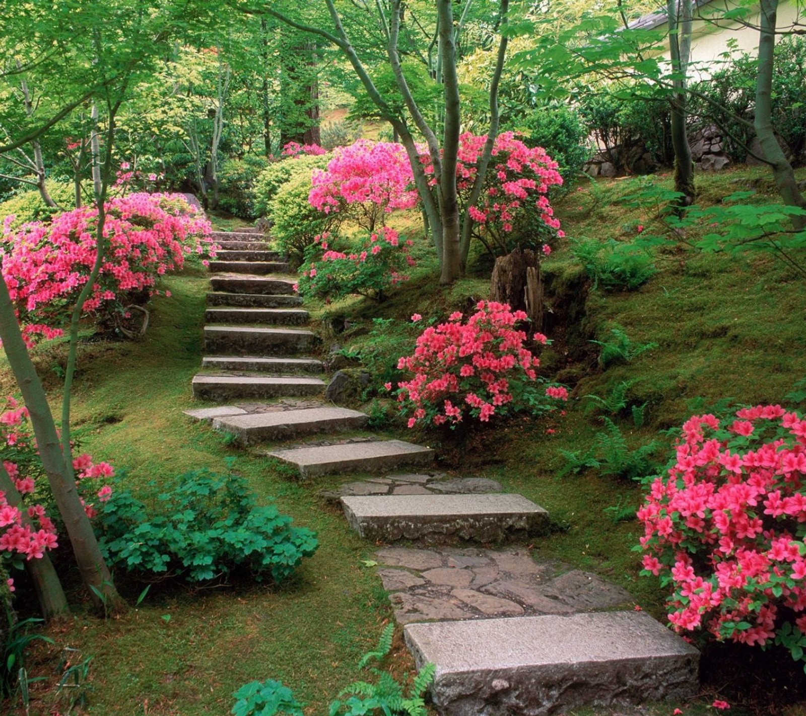 A close up of a stone path with flowers on the side (awesome, flowers, nature, pink, stares)