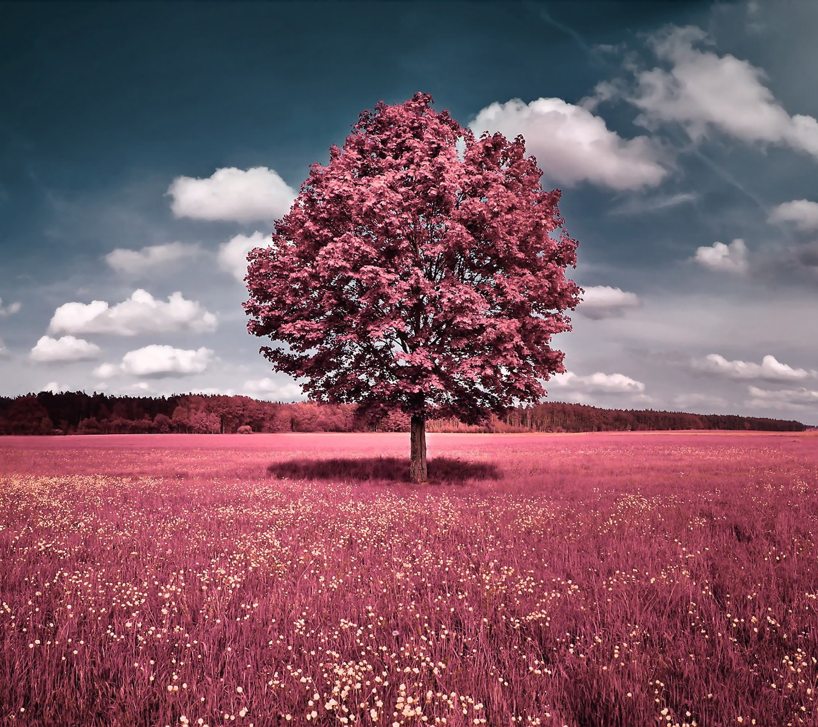 Árbol en un campo de flores rosas bajo un cielo nublado (campo, hd, amor, foto, rosa)