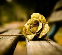 Rose Dorée : Un Symbole d'Amour au Milieu de la Nature