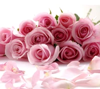 beautiful, flower, nice, roses wallpaper