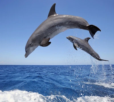 Des dauphins sautent gracieusement au-dessus des eaux océaniques bleues vibrantes.