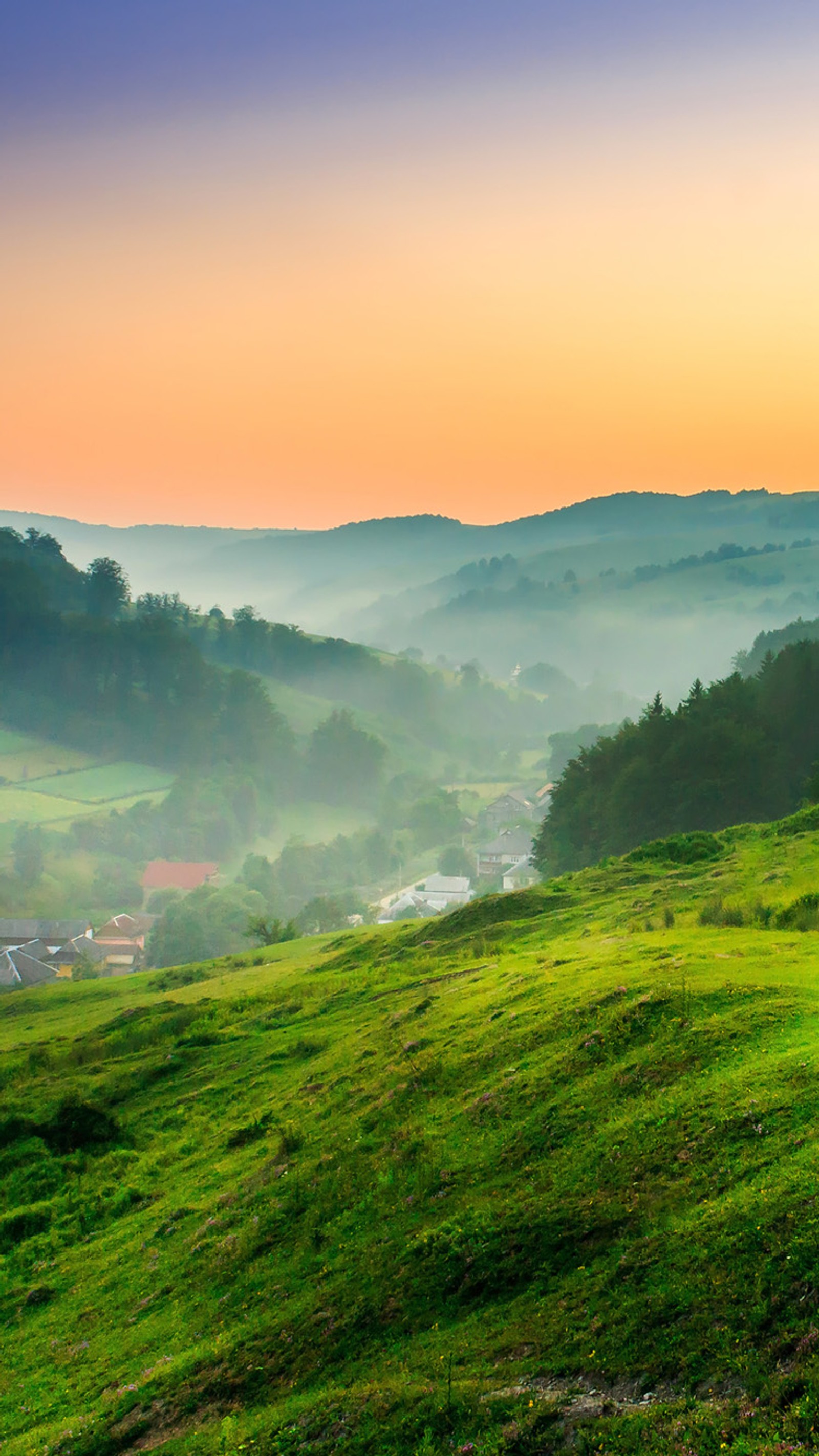 Grassy hillside with a few cows grazing on it at sunset (grass, green, nature)