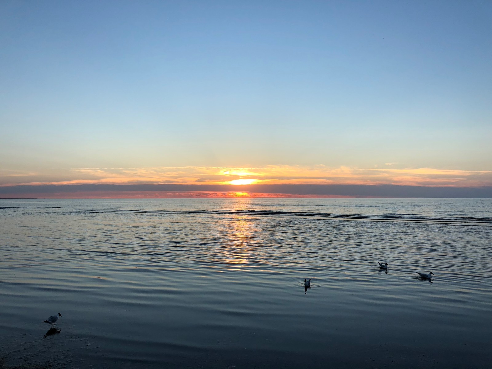 Araffes swimming in the ocean at sunset with birds in the water (horizon, water, sunrise, body of water, fluid)