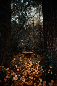 Sentier forestier tranquille entouré de feuilles d'automne