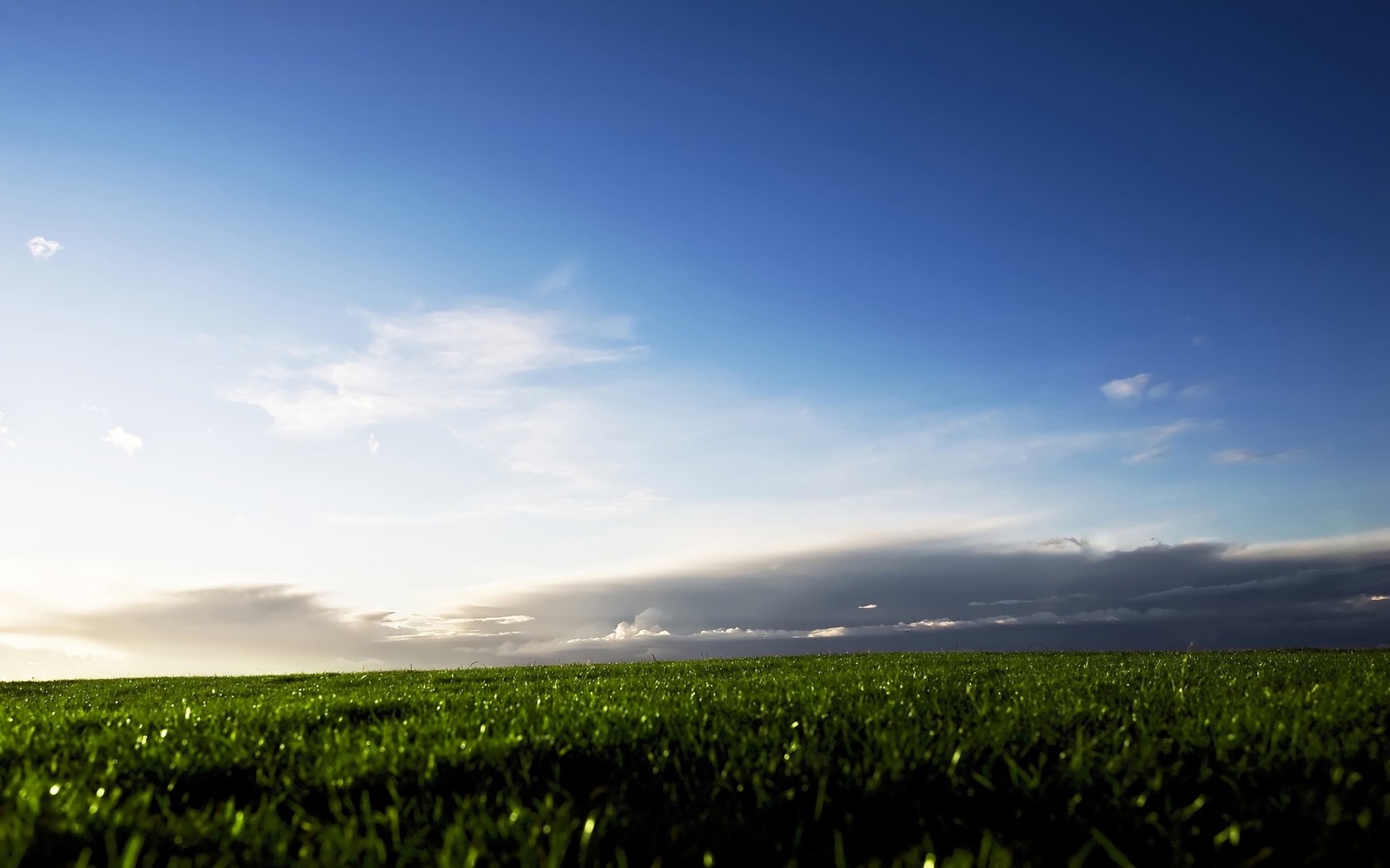 Grassy field with a lone tree in the distance and a blue sky in the background (green, cloud, horizon, sky, meadow)