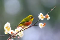 Oiseau chanteur coloré perché sur une branche fleurie au printemps.