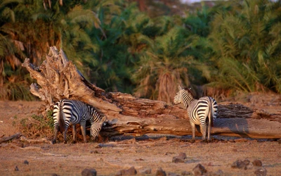 Zebras pastando perto de uma árvore caída em um vibrante ecossistema de savana.