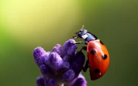 insect, invertebrates, macro photography, nectar wallpaper