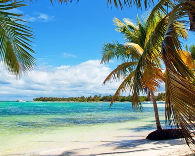 mar, playa, trópicos, árbol de palma, caribeño