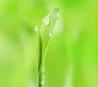 Nahaufnahme eines grünen Blattes, geschmückt mit Tautropfen, das die Schönheit der Natur und die Feuchtigkeit hervorhebt.