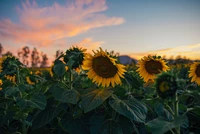 Champ de tournesols au coucher du soleil