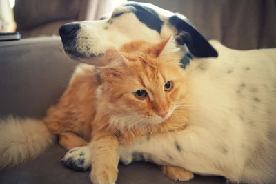 Gato y perro cariñosos acurrucándose juntos