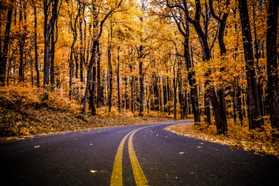 Camino curvado de otoño a través del vibrante bosque de Shenandoah en la luz de la mañana temprana