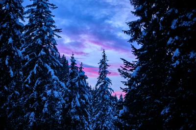 Von Schnee bedeckte Kiefern unter einem Wintersonnenuntergang