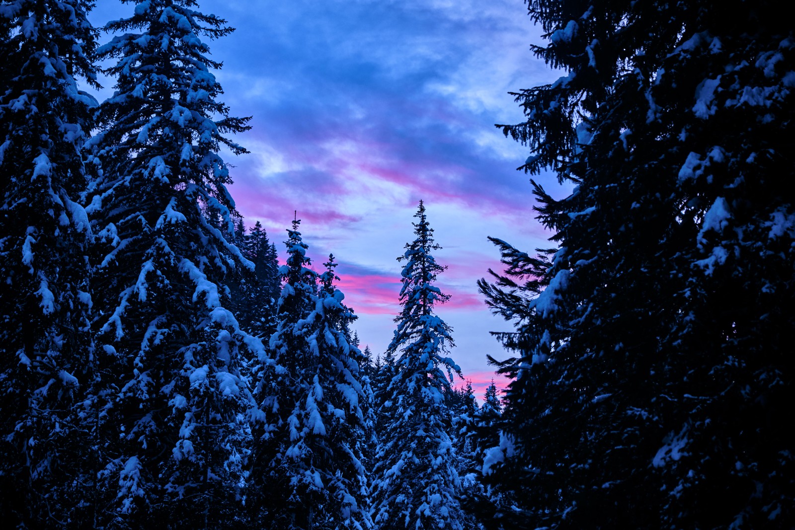 Vista árabe de un bosque cubierto de nieve con un cielo rosa (cubierto de nieve, pinos, invierno, bosque, atardecer)