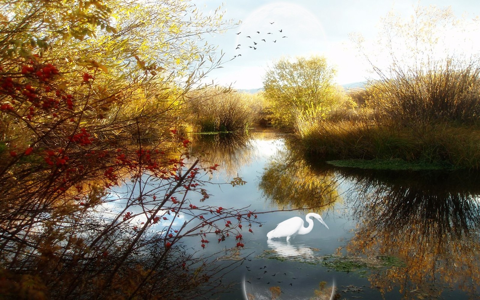 Girafes dans l'eau avec un oiseau blanc au milieu de l'eau (nature, réflexion, banque, eau, arbre)