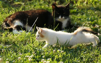 Playful Kittens in a Sunlit Garden