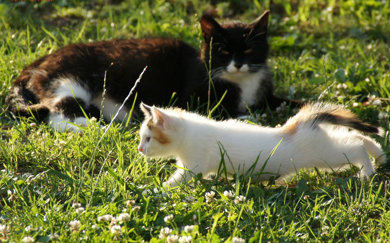 Hay dos gatos que están acostados juntos en la hierba (gatito, planta, cesped, fauna, gatos de tamaño pequeño a mediano)