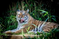 Bengalischer Tiger, der sich in üppiger Vegetation entspannt