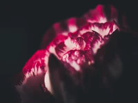 Close-up de uma flor vibrante vermelha e rosa com pétalas violetas contra um fundo escuro.