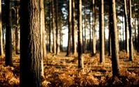 Bosque ensolarado com árvores de abeto e samambaias