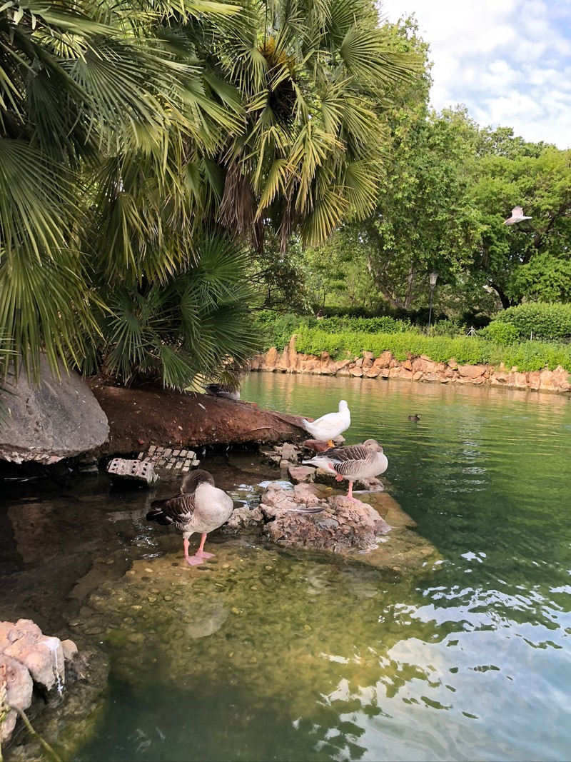 Много птиц стоят на скалах в воде (отражение, птица, водные ресурсы, вода, пруд)