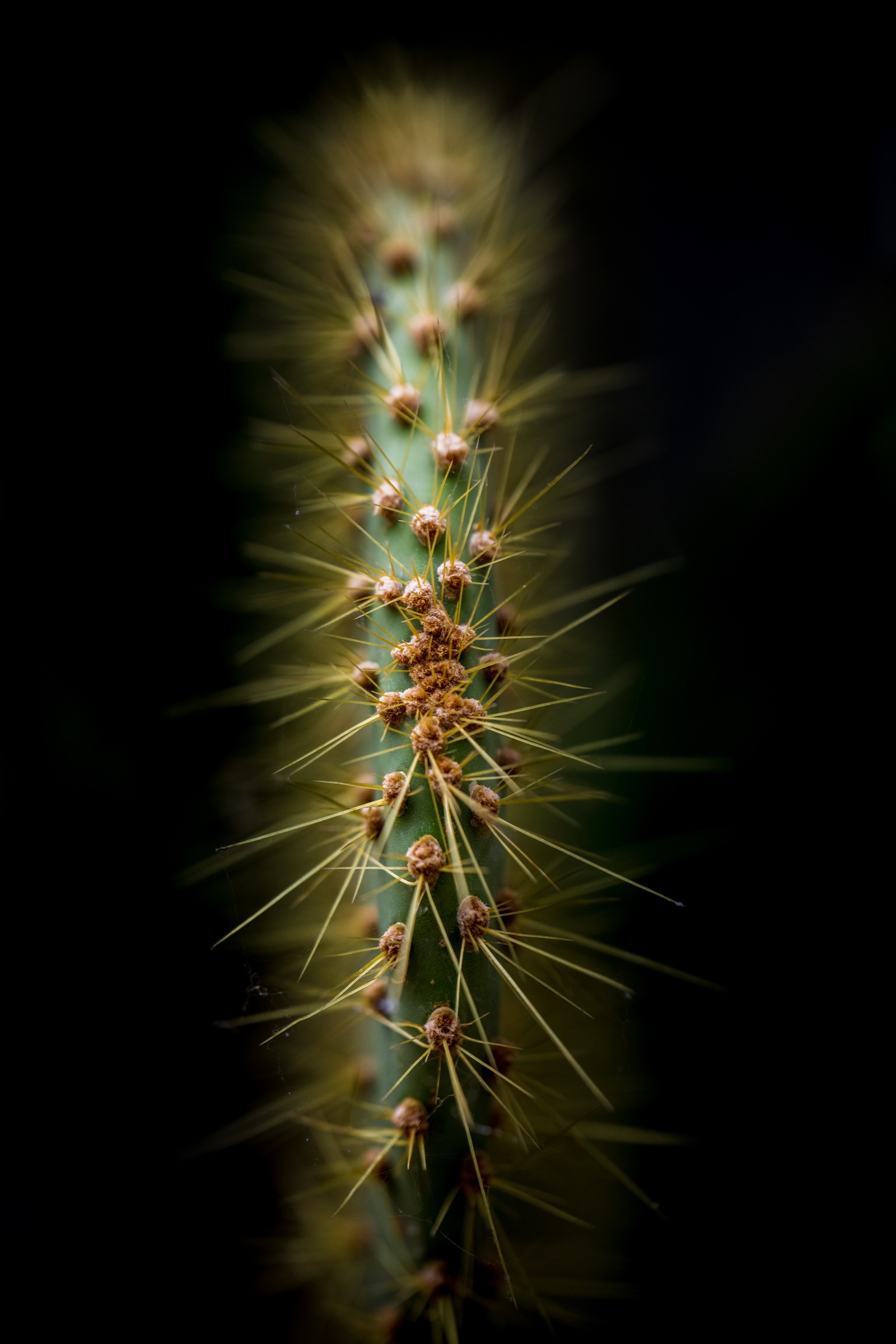 A close up of a plant with many small spikes on it (vegetation, cactus, succulent plant, nature, terrestrial plant)