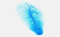 Turquoise Feather: A Natural Fashion Accessory for Writing and Style