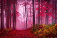 Enchanting Autumn Pathway Through a Foggy Forest