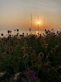 végétation, environnement naturel, communauté végétale, paysage naturel, coucher de soleil